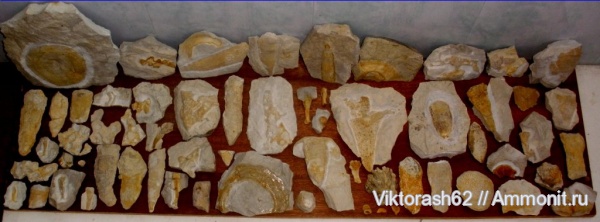 мел, губки, мезозой, беспозвоночные, Cretaceous