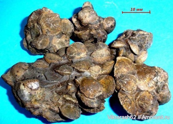 брахиоподы, девон, палеозой, Devonian, прижизненное положение