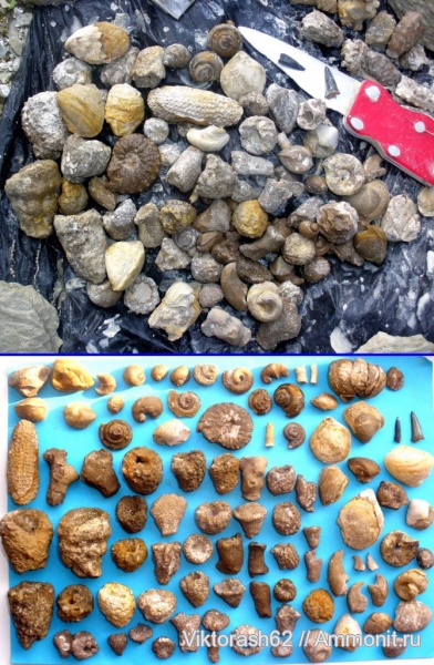 аммониты, брахиоподы, гастроподы, мел, губки, наутилоидеи, серпулы, двустворки, головоногие моллюски, мезозой, кольчатые черви, беспозвоночные, Serpulidae, сеноман, зубы акул, Ammonites, Cenomanian, Cretaceous, shark teeth