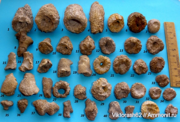 мел, губки, мезозой, беспозвоночные, Cretaceous