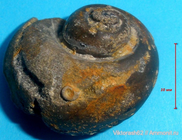 гастроподы, мел, серпулы, мезозой, кольчатые черви, Pleurotomaria, брюхоногие моллюски, Serpulidae, Spirorbis, Cretaceous