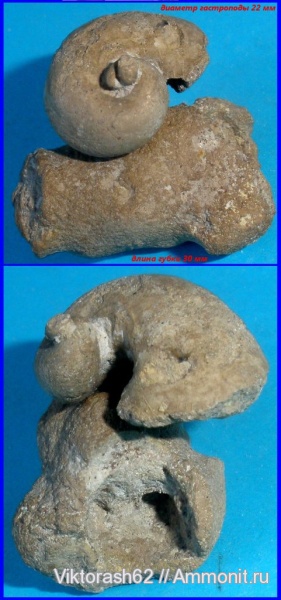 гастроподы, моллюски, мел, губки, мезозой, брюхоногие моллюски, беспозвоночные, Буцнево, Cretaceous