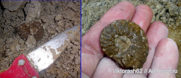 аммониты, моллюски, мел, головоногие моллюски, мезозой, Schloenbachia, Ammonites, Буцнево, Cretaceous