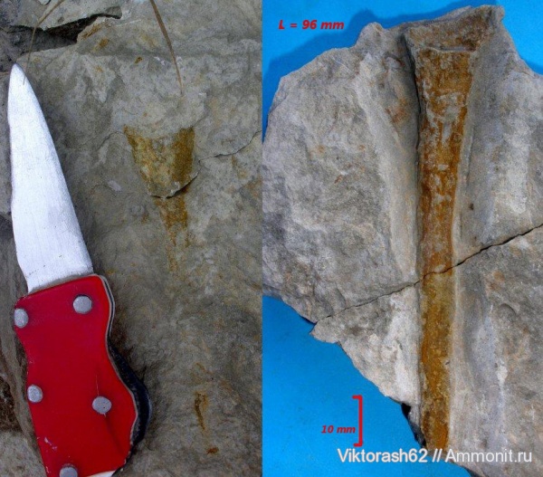 мел, губки, мезозой, беспозвоночные, Галич, Cretaceous