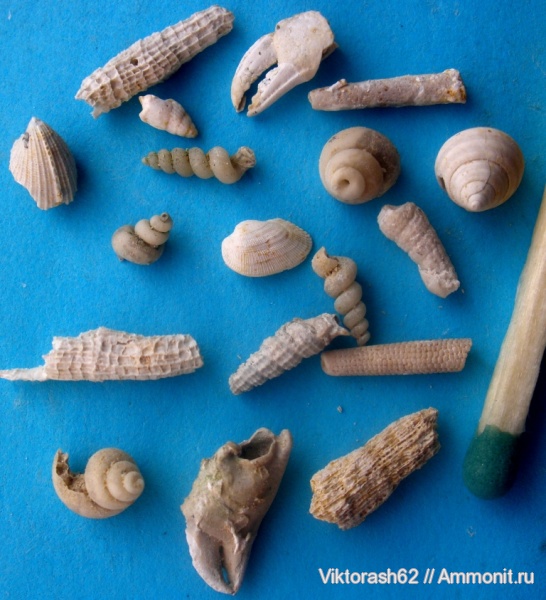 гастроподы, морские ежи, неоген, кораллы, членистоногие, двустворчатые моллюски, ракообразные, кайнозой