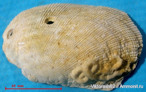 неоген, серпулы, двустворчатые моллюски, кольчатые черви, Serpula, кайнозой, беспозвоночные, Serpulidae, Barbatia eichwaldi