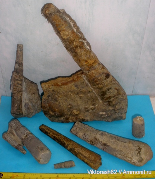 моллюски, ортоцерасы, девон, головоногие моллюски, палеозой, Devonian, Чортков