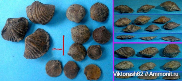 брахиоподы, девон, палеозой, Devonian, Spiriferida, Howellella, Howellella bragensis, Rhynchonellida, Чертков, Ellesmerhynchia