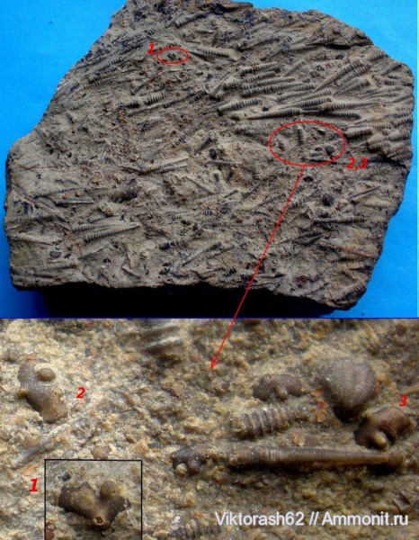 брахиоподы, моллюски, девон, палеозой, Devonian, тентакулиты, Tentaculites, Чертков