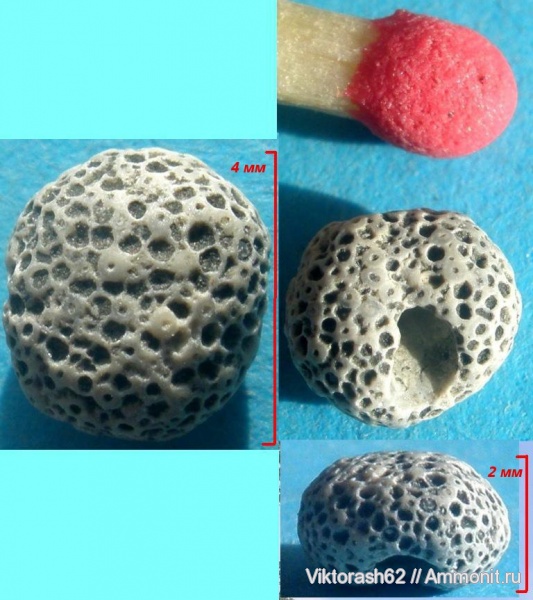 мел, губки, мезозой, беспозвоночные, Бурштын, Cretaceous