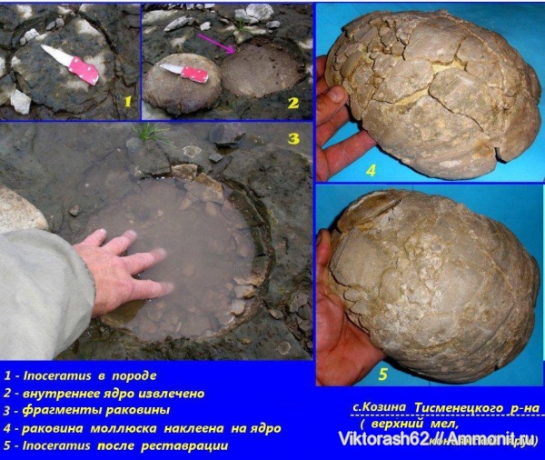 мел, мезозой, двустворчатые моллюски, р. Днестр, Inoceramus, Cretaceous