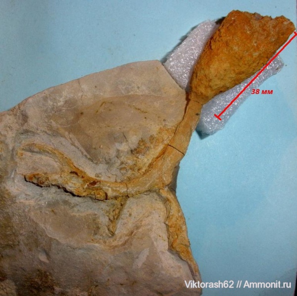 мел, губки, мезозой, беспозвоночные, Галич, Cretaceous