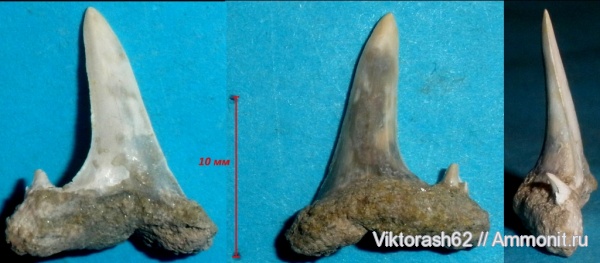 палеоген, рыбы, позвоночные, кайнозой, Кременчуг, Clerolamna, fish