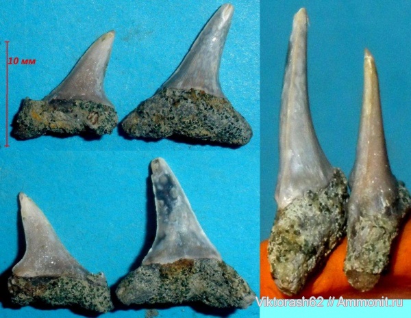 палеоген, рыбы, позвоночные, кайнозой, Кременчуг, fish