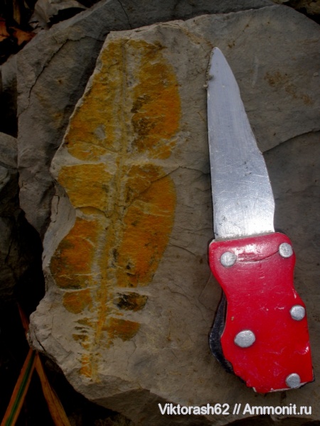 мел, растения, мезозой, Галич, высшие растения, листья, Cretaceous