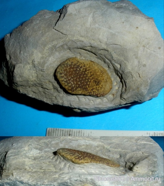 мел, губки, мезозой, беспозвоночные, Галич, Cretaceous