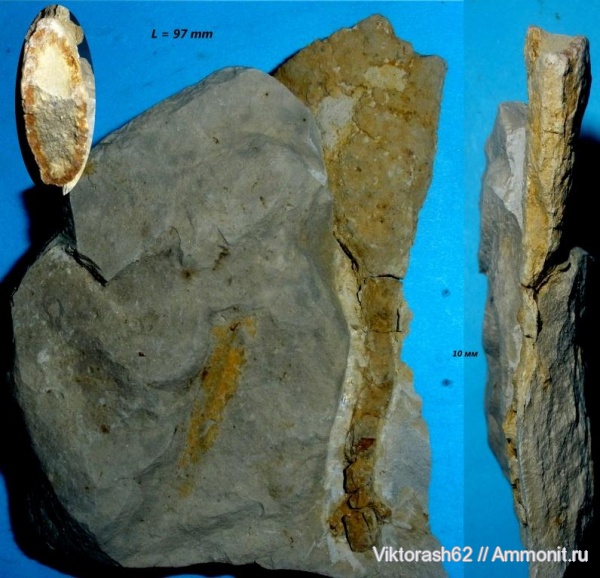 мел, губки, мезозой, беспозвоночные, Галич, Cretaceous