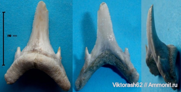 палеоген, рыбы, позвоночные, кайнозой, зубы акул, Кременчуг, fish, shark teeth