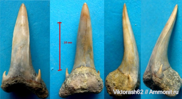палеоген, рыбы, позвоночные, кайнозой, зубы акул, Кременчуг, fish, shark teeth