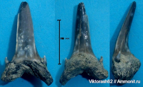 палеоген, рыбы, позвоночные, кайнозой, зубы акул, Кременчуг, fish, shark teeth