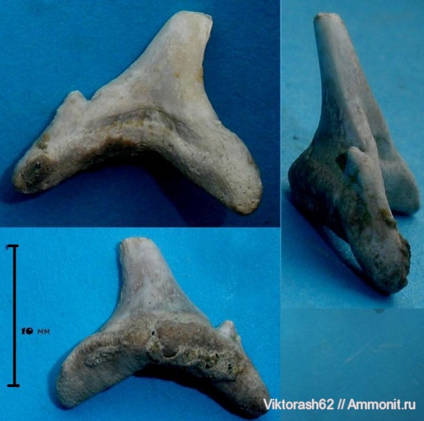 палеоген, рыбы, позвоночные, кайнозой, зубы акул, Кременчуг, fish, shark teeth