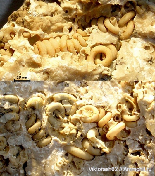 неоген, серпулы, кольчатые черви, кайнозой, беспозвоночные, Serpulidae, Максимовка