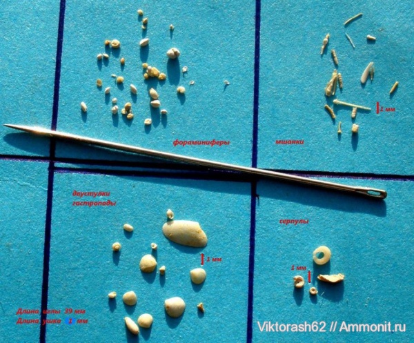 гастроподы, неоген, мшанки, серпулы, простейшие, фораминиферы, кайнозой, беспозвоночные, Serpulidae, Максимовка