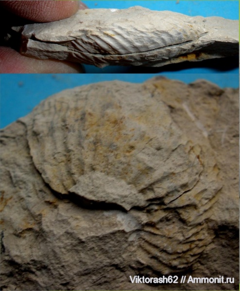 аммониты, мел, головоногие моллюски, мезозой, Галич, Ammonites, Cretaceous