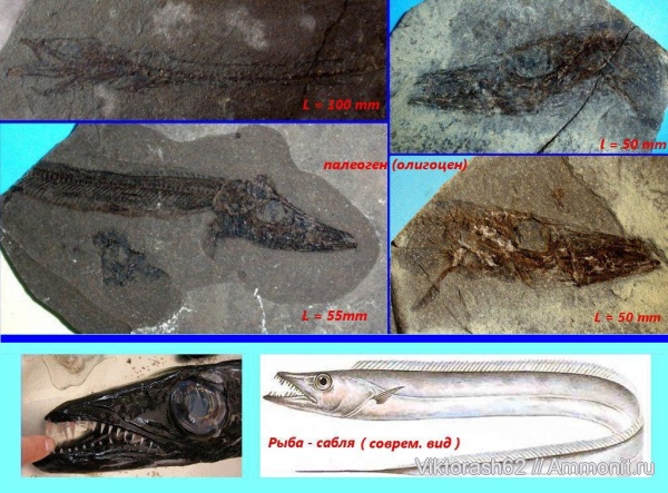 палеоген, рыбы, позвоночные, кайнозой, Ивано-Франковская область, fish