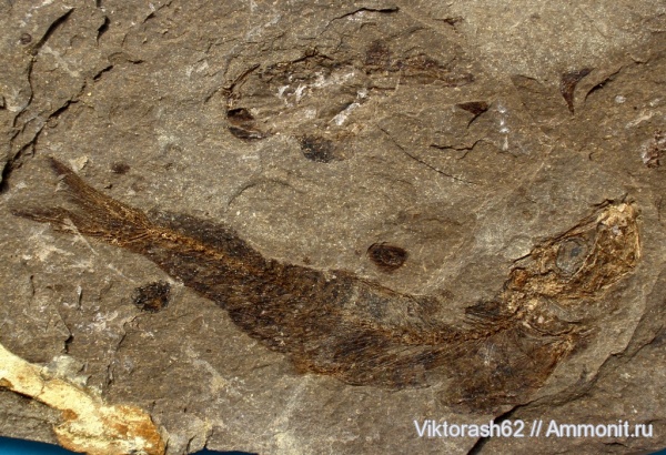 палеоген, рыбы, позвоночные, кайнозой, Clupeidae, Ивано-Франковская область, fish