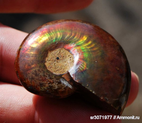 Мадагаскар, Cleoniceras, Ammonoidea, Ammonites, Madagascar, Fossils