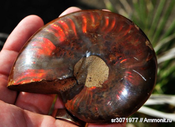 Мадагаскар, Cleoniceras, Ammonoidea, Ammonites, Madagascar, Fossils