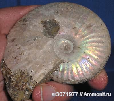Мадагаскар, Cleoniceras, Cleoniceras besairiei, Ammonoidea, Ammonites, Madagascar, Fossils