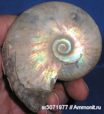 Мадагаскар, Cleoniceras, Cleoniceras besairiei, Ammonoidea, Ammonites, Madagascar, Fossils