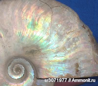 Мадагаскар, Cleoniceras, Cleoniceras besairiei, Ammonoidea, Ammonites, Madagascar, Fossils