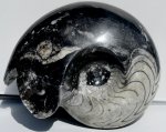 AMMONITE WHOLE GONIATITE - 1