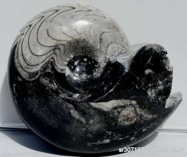 Марокко, Goniatitida, Ammonoidea, Ammonites