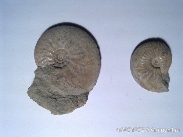 аммониты, Англия, Ammonites, Leioceras opalinum, Leioceras, Fossils, United Kingdom, England