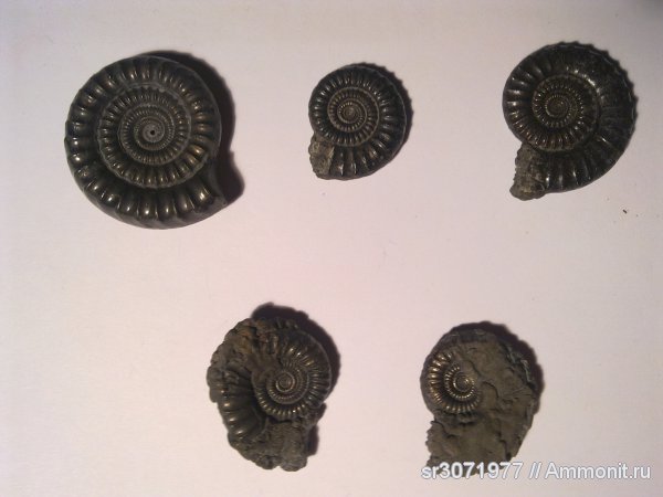 аммониты, Англия, Ammonites, Crucilobiceras, Echioceras, Fossils, United Kingdom, England
