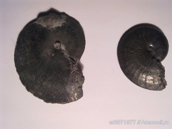 аммониты, Англия, Ammonites, Oxynoticeras, Fossils, United Kingdom, England