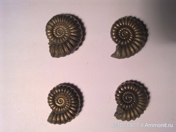 аммониты, Англия, Ammonites, Promicroceras, Fossils, United Kingdom, England