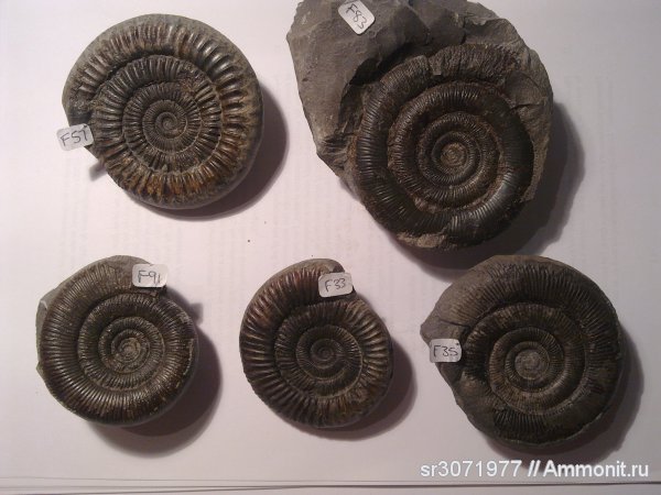аммониты, Великобритания, Dactylioceras, Англия, Ammonites, Dactylioceras athleticum, Fossils, United Kingdom, England, Dactylioceras commune, Dactylioceras tenuicostatum, Dactylioceratidae