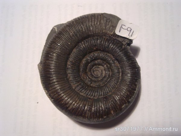 аммониты, Великобритания, Dactylioceras, Англия, Ammonites, Fossils, United Kingdom, England, Dactylioceras tenuicostatum