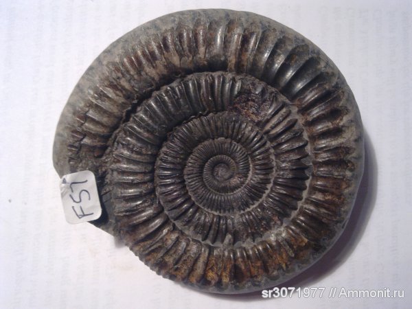 аммониты, Великобритания, Dactylioceras, Англия, Ammonites, Fossils, United Kingdom, England, Dactylioceras commune, Dactylioceratidae