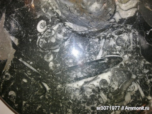 аммониты, Марокко, Goniatitida, Ammonoidea, Ammonites, Fossils