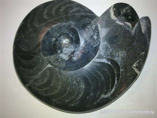 аммониты, Марокко, Goniatitida, Ammonoidea, Ammonites, Fossils