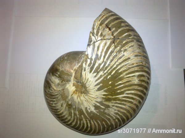 Мадагаскар, Cymatoceras, Madagascar, Fossils