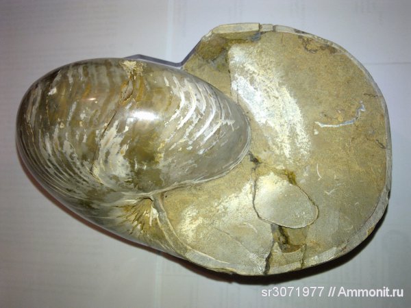 Мадагаскар, Cymatoceras, Madagascar, Fossils