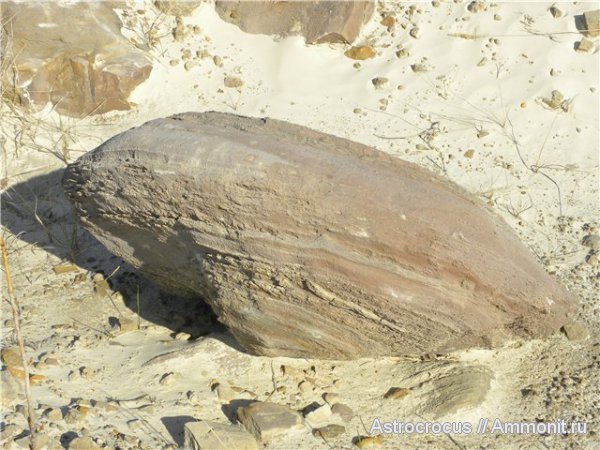окаменевшее дерево, Чапаевский песчаный карьер, Чапаевск, окаменевшие растения, гнилушкинская свита