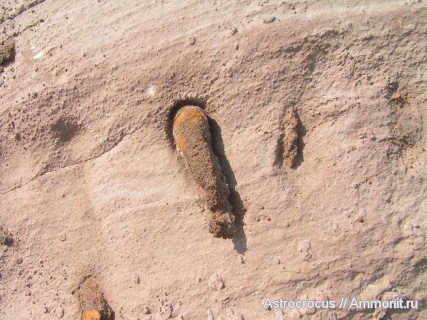 Чапаевский песчаный карьер, ризоконкреции, Чапаевск, окаменевшие растения, гнилушкинская свита